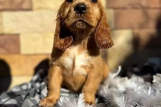 Śliczny piesek Cocker Spaniel Angielki Gold z rodowodowem, Małopolskie, Kraków