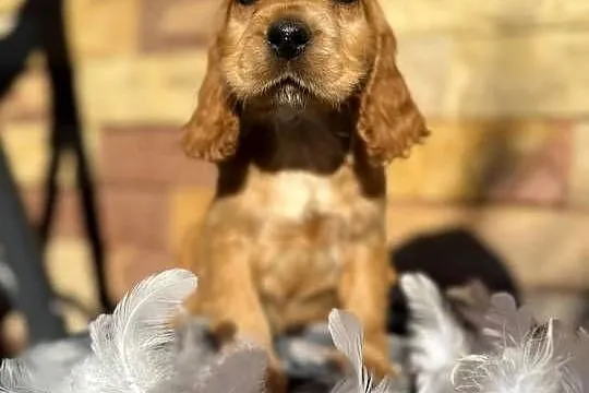 Śliczny piesek Cocker Spaniel Angielki Gold z rodowodowem, Małopolskie, Kraków