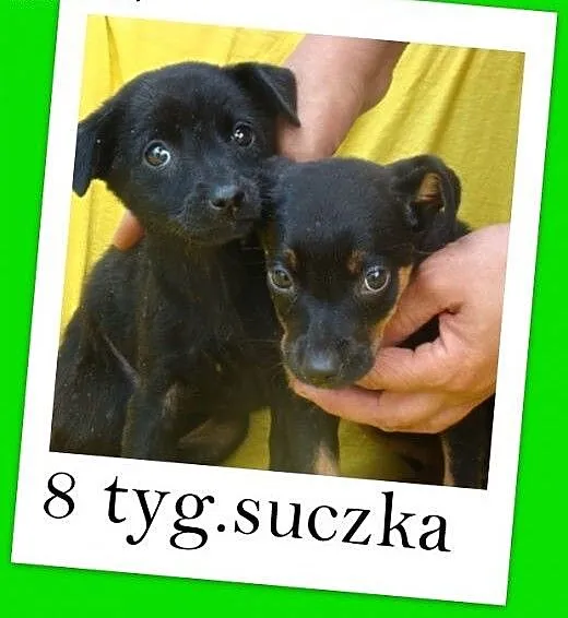 8 tyg.szczeniak,suczka MIMISIA czarna,średnia,szcz