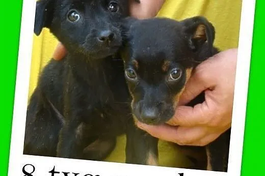 8 tyg.szczeniak,suczka MIMISIA czarna,średnia,szcz