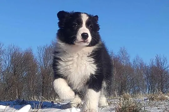Rasowa Suczka BORDER COLLIE z Hodowli - Szczenię z pełną dok.