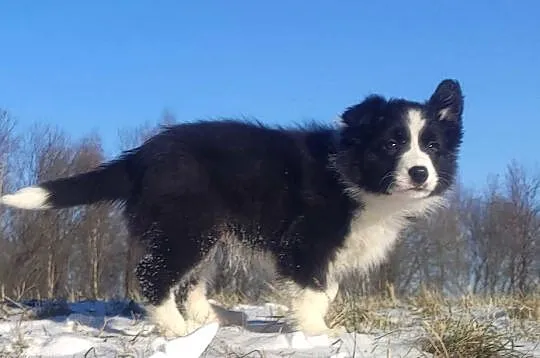 Rasowa Suczka BORDER COLLIE z Hodowli - Szczenię z pełną dok., Małopolskie, Kraków