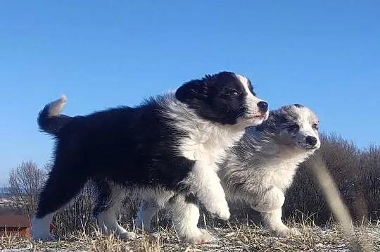 Rasowa Suczka BORDER COLLIE z Hodowli - Szczenię z pełną dok., Małopolskie, Kraków