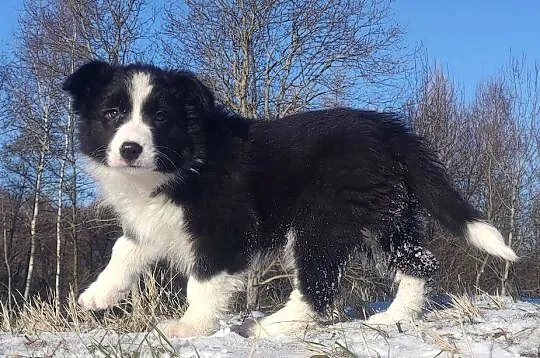 Rasowa Suczka BORDER COLLIE z Hodowli - Szczenię z pełną dok., Małopolskie, Kraków