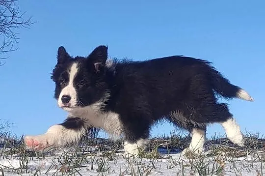 Rasowa Suczka BORDER COLLIE z Hodowli - Szczenię z pełną dok., Małopolskie, Kraków
