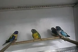 Łąkówki wspaniałe