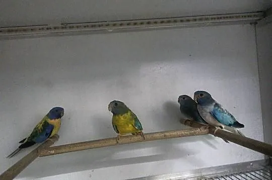 Łąkówki wspaniałe