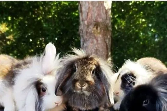 Króliki miniaturki baranki