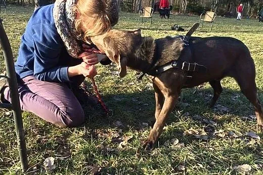Nero-psiak pełen wigoru czeka na dom,  dolnośląski