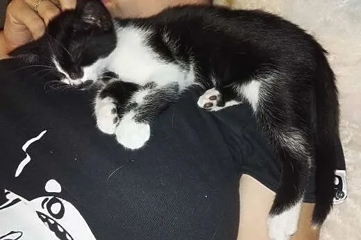 Kuna- słodka przytulaśna kotka szuka domu,  mazowi