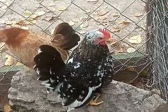 Sprzedam kogutki miniaturki