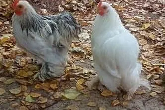 Sprzedam kogutki miniaturki, Lubelskie, Tarzymiechy Trzecie