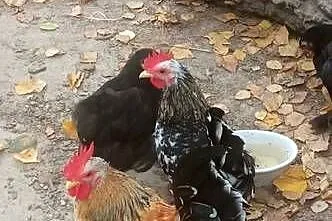 Sprzedam kogutki miniaturki, Lubelskie, Tarzymiechy Trzecie