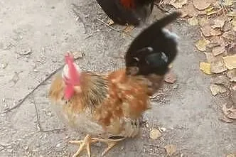 Sprzedam kogutki miniaturki, Lubelskie, Tarzymiechy Trzecie