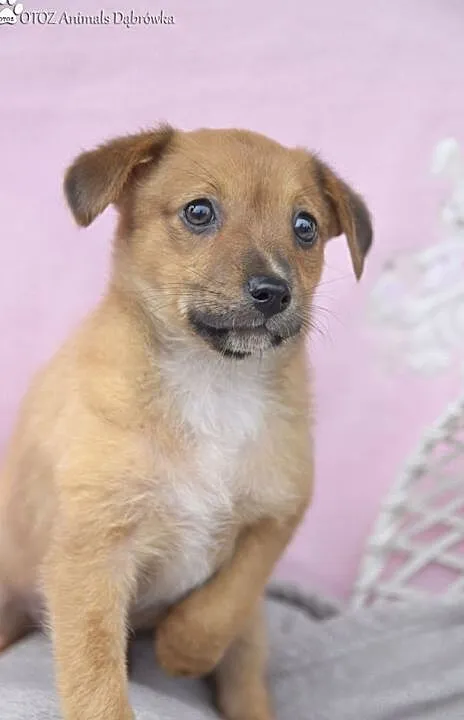 OTOZ Animals Dąbrówka - Kto pokocha Małą Mi ?, Pomorskie, Gdańsk