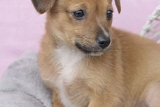 OTOZ Animals Dąbrówka - Kto pokocha Małą Mi ?, Pomorskie, Gdańsk