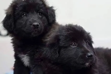 ZAZU, ZUZA- 8 tyg suczki do adopcji.,  świętokrzys