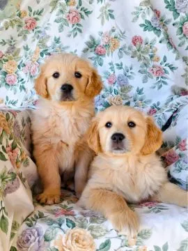 Most beautiful and outstanding Golden Retriever puppies ready to make a new family awe, , Sawica