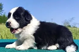 Border Collie - przebadani sprawdzeni rodzice, piękne szczenię