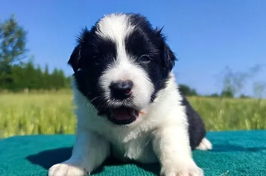 Border Collie - przebadani sprawdzeni rodzice, piękne szczenię, Podkarpackie, Iwonicz