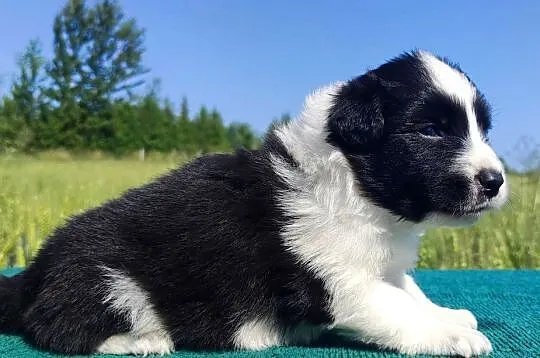 Border Collie - przebadani sprawdzeni rodzice, piękne szczenię, Podkarpackie, Iwonicz