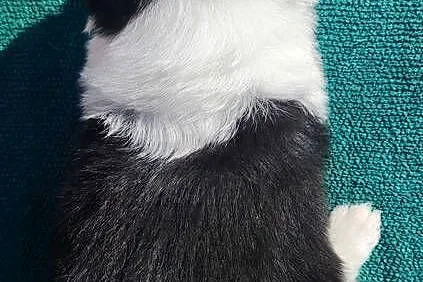 Border Collie - przebadani sprawdzeni rodzice, piękne szczenię, Podkarpackie, Iwonicz