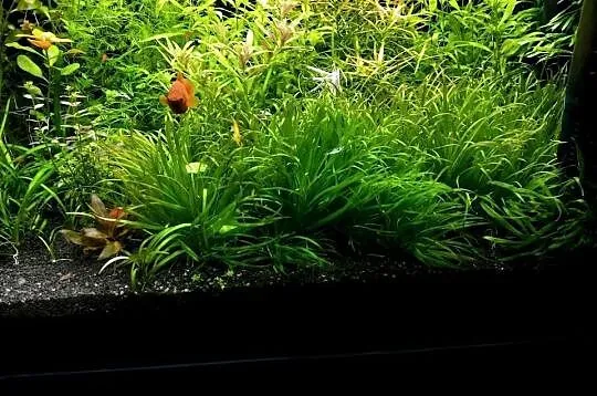 Rośliny akwariowe: Blyxa japonica