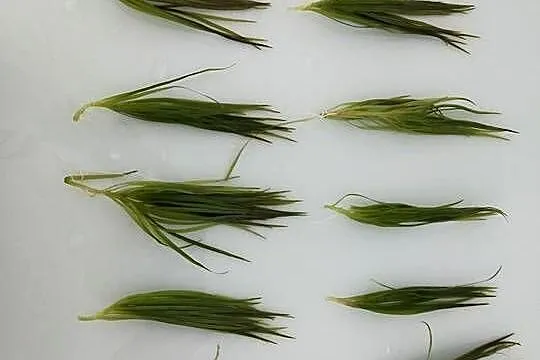 Rośliny akwariowe: Blyxa japonica, Świętokrzyskie, Końskie