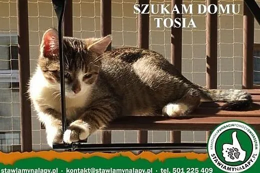 Tosia. Fundacja Stawiamy Na Łapy,  małopolskie Kra
