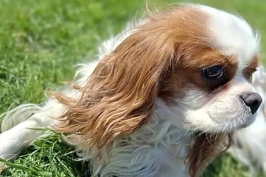 Sprzedam suczkę Cavalier