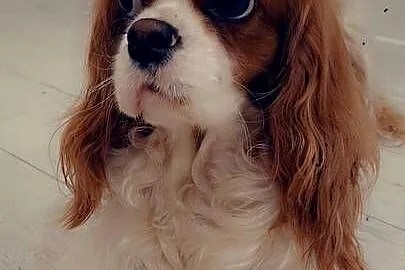 Sprzedam suczkę Cavalier, Śląskie, Ruda Śląska