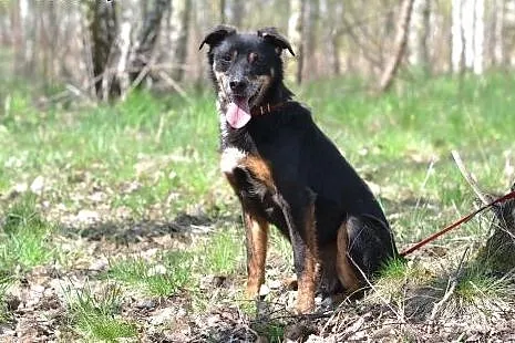 Timur czeka na dom,  śląskie Gliwice