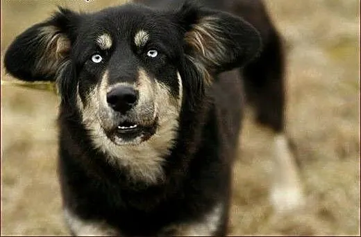 Madra - po gaelicku: pies :), warmińsko-mazurskie
