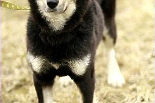 Madra - po gaelicku: pies :),  warmińsko-mazurskie