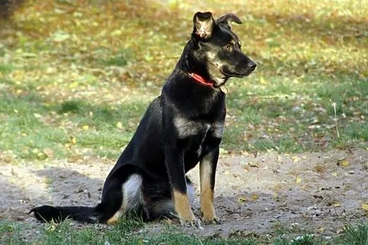 Molli czeka na dom,  wielkopolskie Poznań
