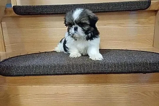 Śliczna suczka shih tzu tricolor