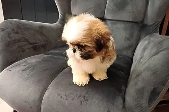 Śliczna suczka shih tzu tricolor, Pomorskie, Sierakowice