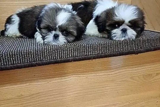 Śliczna suczka shih tzu tricolor, Pomorskie, Sierakowice
