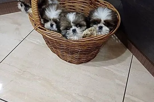Śliczna suczka shih tzu tricolor, Pomorskie, Sierakowice