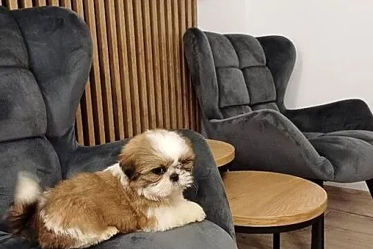 Śliczna suczka shih tzu tricolor, Pomorskie, Sierakowice