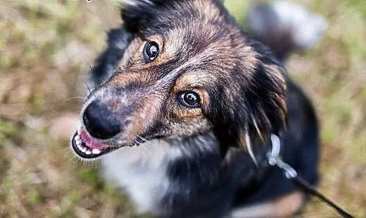 Piękna, długowłosa Karmen - do adopcji, dolnośląs