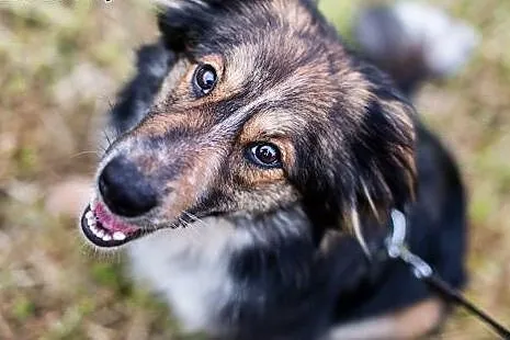 Piękna, długowłosa Karmen - do adopcji, dolnośląskie Wałbrzych