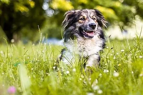 Piękna, długowłosa Karmen - do adopcji,  dolnośląs