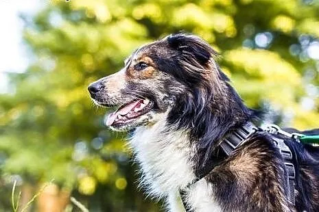 Piękna, długowłosa Karmen - do adopcji,  dolnośląs