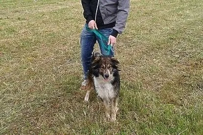 Piękna, długowłosa Karmen - do adopcji,  dolnośląs