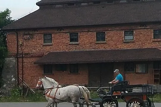 Sprzedam Lipicana, Sandomierz