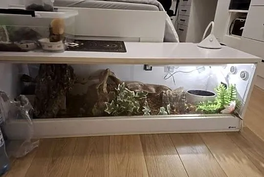 Terrarium 120x40x40 wyposażone dla weza i innych