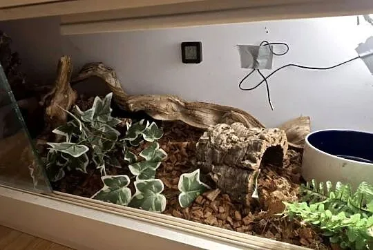 Terrarium 120x40x40 wyposażone dla weza i innych, Pomorskie, Gdańsk