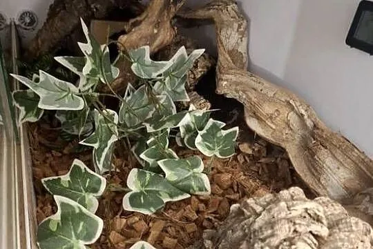 Terrarium 120x40x40 wyposażone dla weza i innych, Pomorskie, Gdańsk