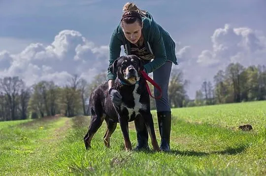 Ares, kochający człowieka, lubiący inne psy mix RO